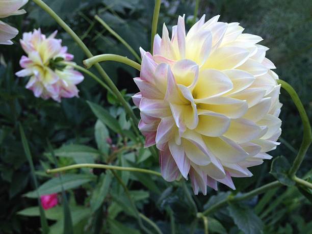 istock Glowing Pinky-white Chrysanthemum 517697081