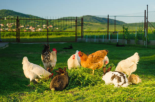 istock Domestic poultry and rabbits eating grass together 517697107