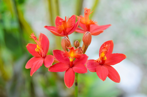 Red ground orchid flower blooming in the garden