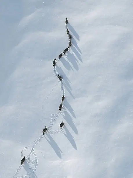 A herd of chamois moving up a steep snowy mountain. The winter sun causing long shadows