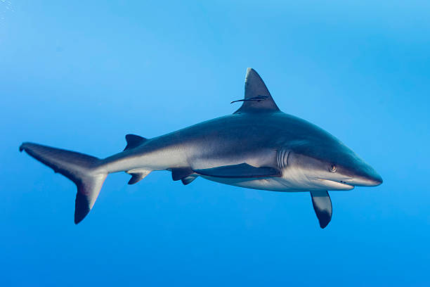 istock shark attack underwater in the deep blue sea 517697837