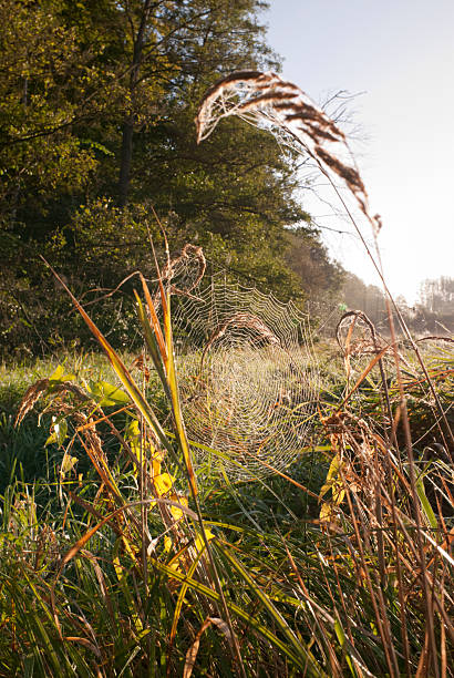 istock Beautiful spiderweb with dew drops against blue sky 517698037