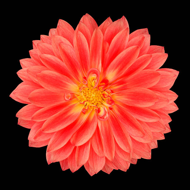 istock Red Pot Marigold Gerbera Flower Isolated on Black 517698361