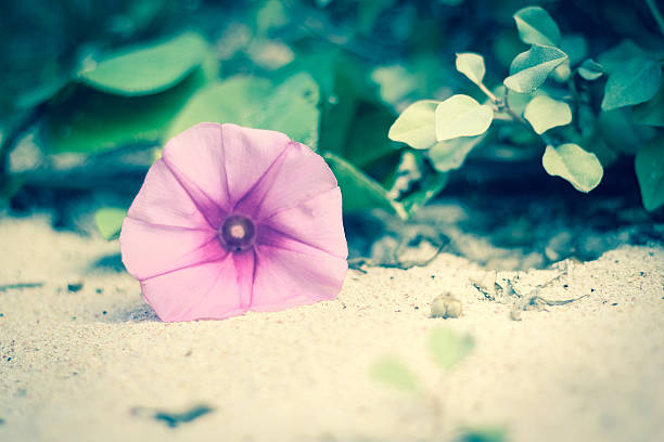 Purple flower on sand stock photo