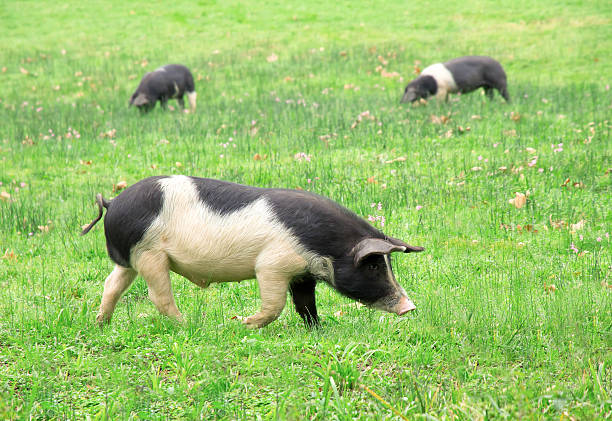 istock Pigs in the field 517699561