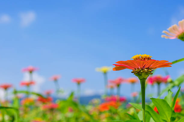 istock Field of daisy flowers colorful 517699751