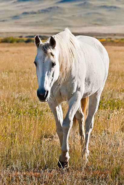 Horse Walking on the Plains of Montana Horses roaming the plains are an iconic symbol of the American West. This horse was photographed while walking in a meadow at the Pine Butte Swamp Preserve near Choteau, Montana, USA. jeff goulden domestic animal stock pictures, royalty-free photos & images
