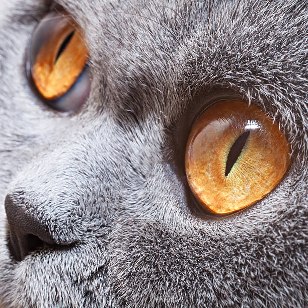 istock Funny gray British cat with bright yellow eyes 517700541