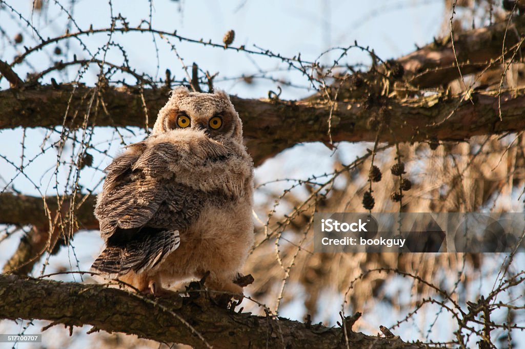 Great Horned Owlet Great Horned Owlet on a branch. Animal Stock Photo