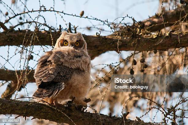 Great Horned Owlet Stock Photo - Download Image Now - Animal, Animal Body Part, Animal Wildlife
