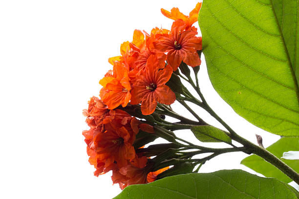 istock beautiful Orange Flower ( Cordia sebestena ,Geiger Tree ) 517700827