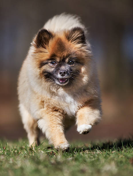 istock Pomeranian dog outdoors in nature 517701108