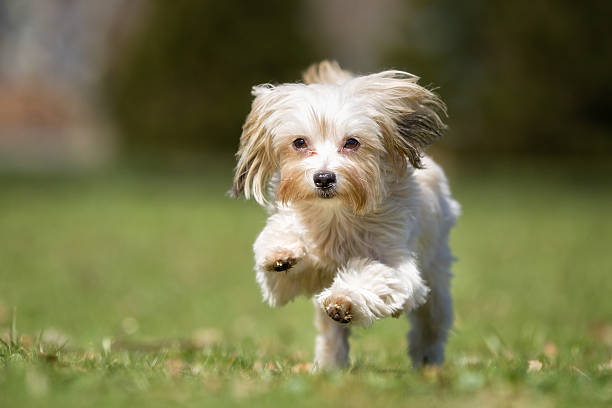 istock Dog running outdoors in nature 517701150