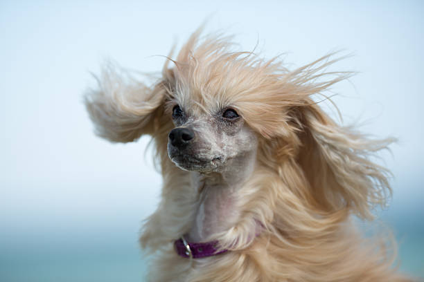 istock Chinese Crested dog outdoors in nature 517701394