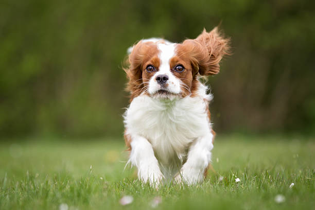 istock Cavalier King Charles Spaniel dog outdoors in nature 517701430