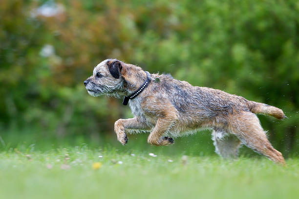 A purebred dog running without leash outdoors in the nature on a sunny day.
