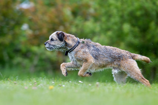Dog running outdoors in nature A purebred dog running without leash outdoors in the nature on a sunny day. border terrier stock pictures, royalty-free photos & images