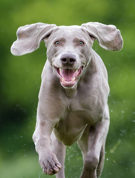 istock Purebred Weimaraner dog outdoors in nature 517701602