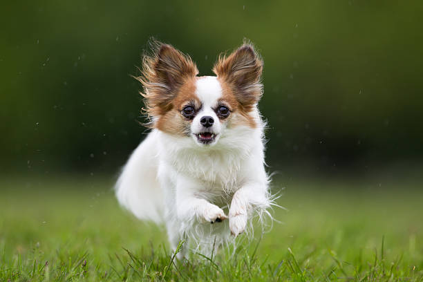 istock Papillon dog outdoors in nature 517701626