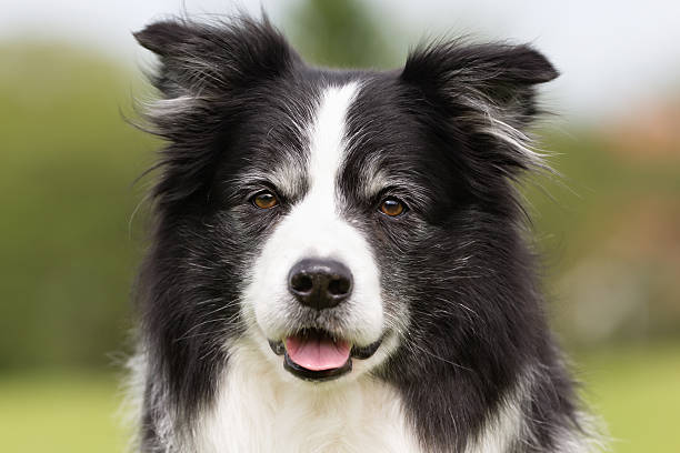 istock Happy and smiling Border Collie dog 517701776