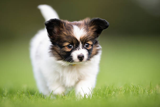 istock Young papillon dog puppy 517701968