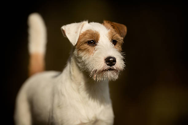 istock Purebred Jack Russell Terrier dog 517702106