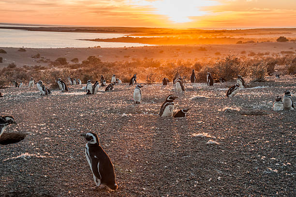 Magellanic Penguins, early morning at Punto Tombo Magellanic Penguins, early morning at Punto Tombo, Patagonia, Argentina punto stock pictures, royalty-free photos & images