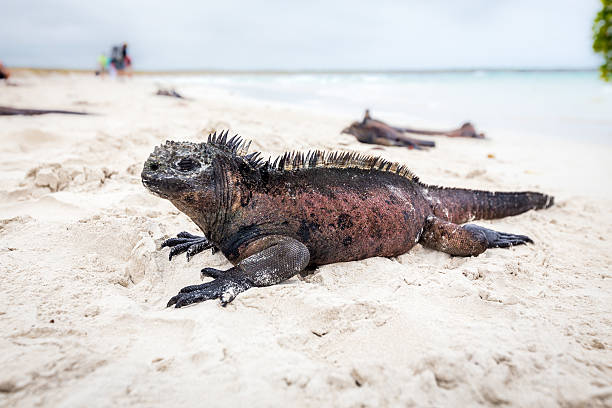 istock Marine Iguana Galapagos ,Isabella Island 517703674