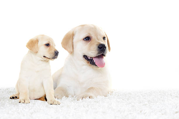 istock labrador puppy lies and looks 517704292