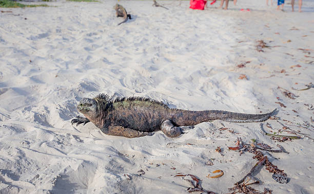 istock Marine Iguana Galapagos ,Isabella Island 517704436