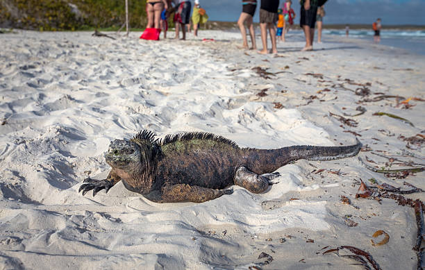 istock Marine Iguana Galapagos ,Isabella Island 517704640