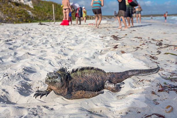 istock Marine Iguana Galapagos ,Isabella Island 517704732
