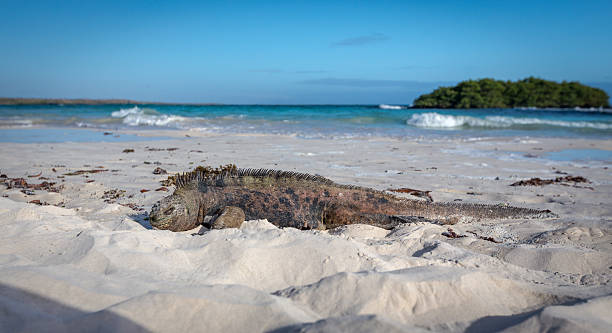 istock Marine Iguana Galapagos ,Isabella Island 517704806