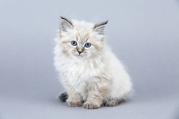 istock Portrait of Siberian kitten 517706276