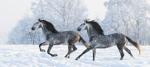 istock Two grey stallions run gallop in winter 517706642