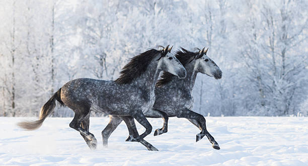 dois cinza puro-sangue cavalos em execução espanhol - winter snow livestock horse imagens e fotografias de stock