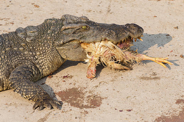 istock wildlife crocodile catches and eating a chicken 517706694