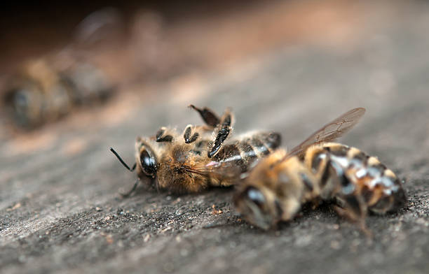 dead bees - dead animal imagens e fotografias de stock