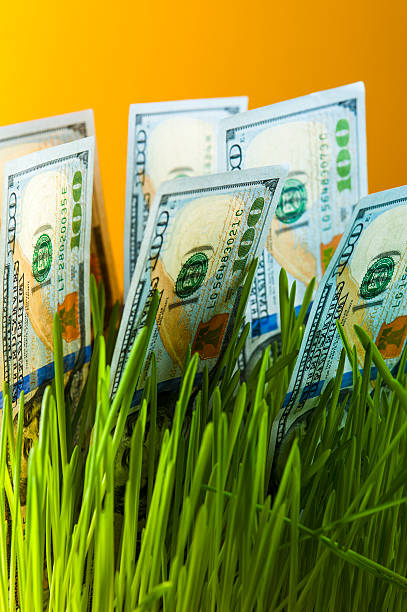 istock One dollar bills in green grass 517707102