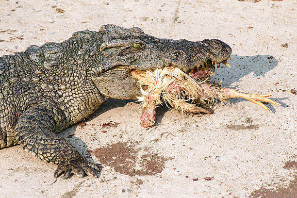 istock wildlife crocodile catches and eating a chicken 517707248