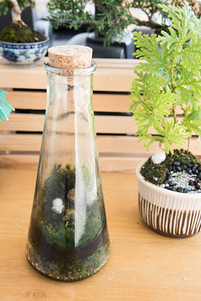 istock little plants decorate in glass bottle 517708754