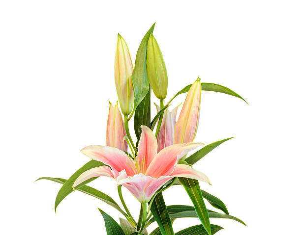 istock White and pink Lilium flowers, (Lily, lillies) bouquet 517709286