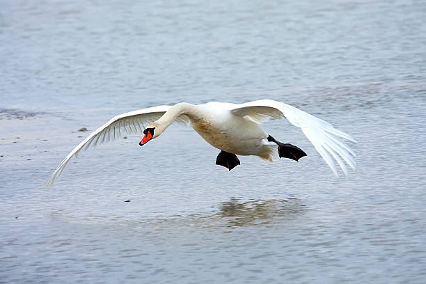 istock Mute swan landing on water 517709310