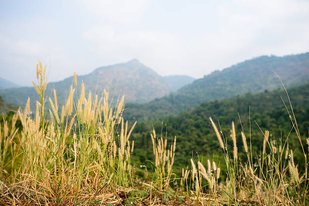 istock Beautiful grass flower on mountain 517709924
