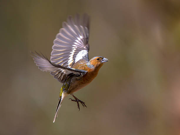 летающий зяблик - chaffinch стоковые фото и изображения