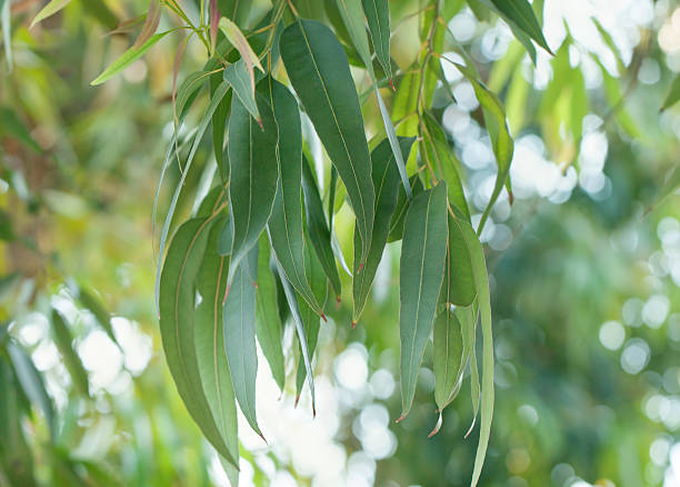 folhas de eucalipto - bluegum tree - fotografias e filmes do acervo