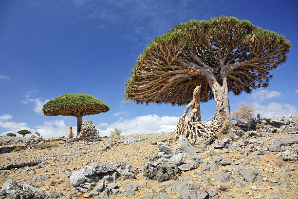 istock Dracaena cinnabari - endemic tree from Soqotra, Yemen 517713268