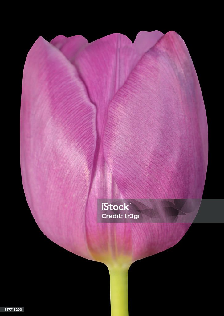 Pink Tulip Flower Closeup Isolated on Black background Pink Tulip Flowerhead Macro Close-up Isolated on Black background. Beauty In Nature Stock Photo