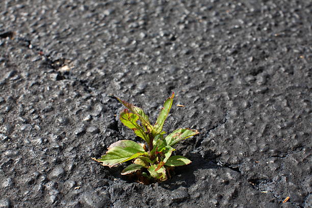 istock Weed Growing out of Asphalt 517713356