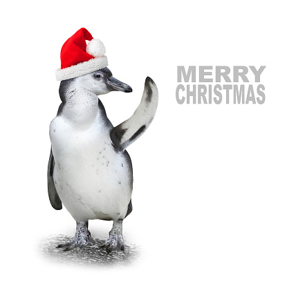 Funny penguin with santa's cap showing space for your text or picture.